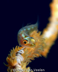 Different angle on a whipcoral goby, taken at Shark Obser... by Nikki Van Veelen 